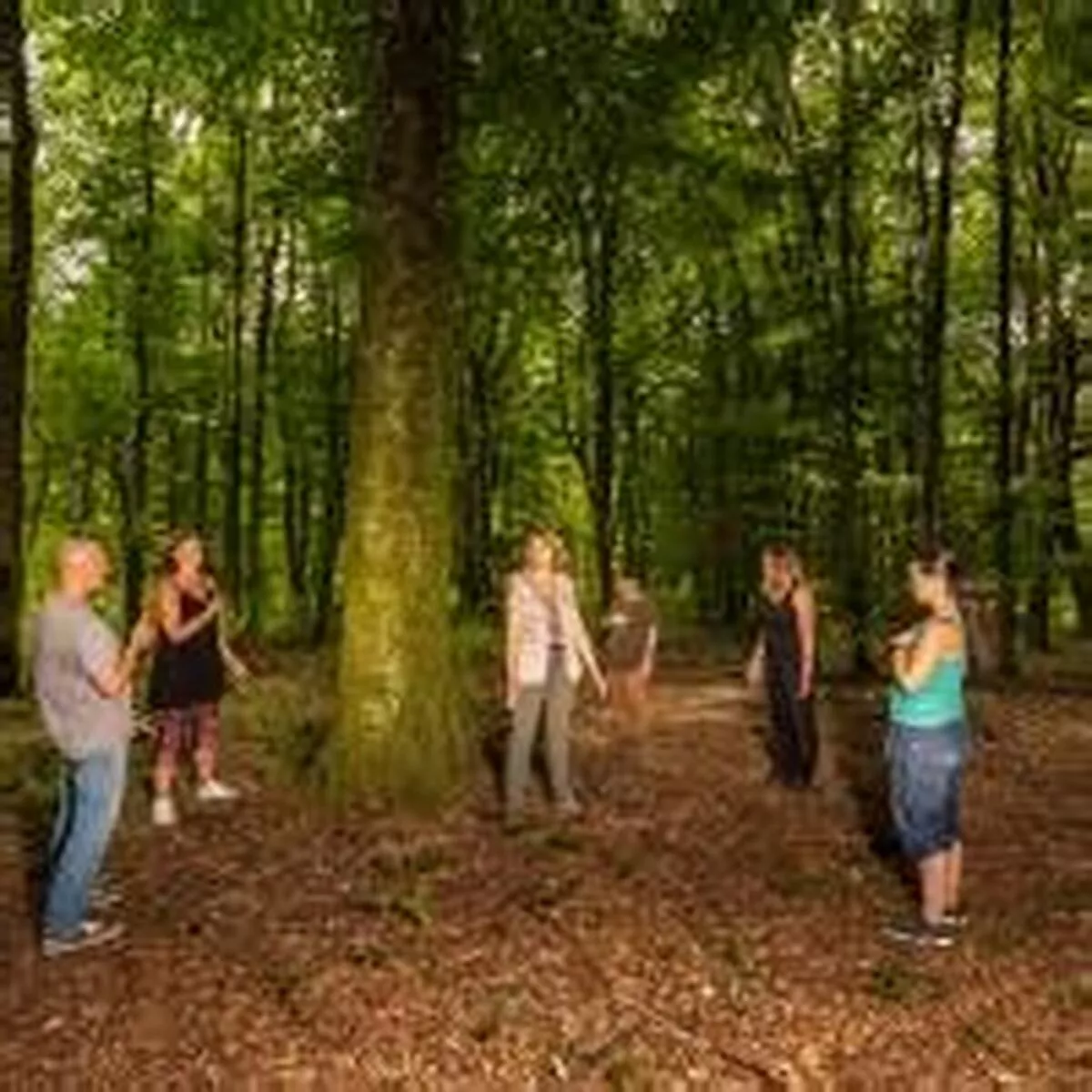 Les bains de forêt : des bienfaits scientifiquement prouvés ? 🌿